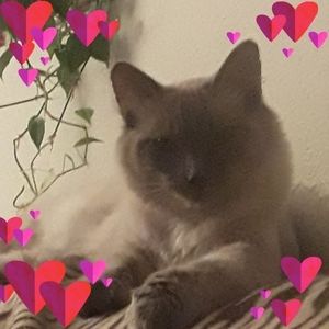 Meet your Posher, Liberty